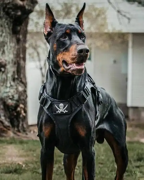 在狗界中,那些长相帅气,又酷的狗狗吸引了很多颜控,像这6种狗狗,可以