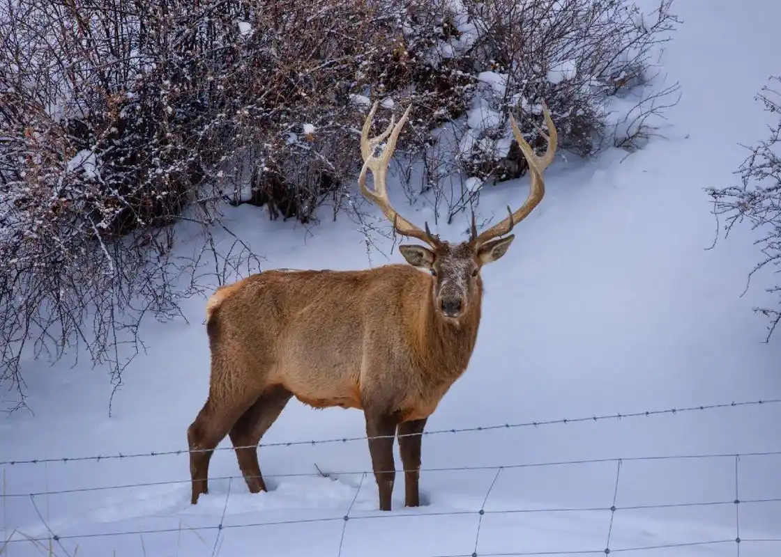 天山上的野生马鹿,冬天的日子实在难过,爬冰卧雪,饥寒交迫的,近年来