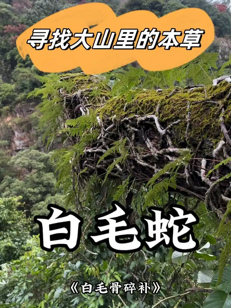 寻找大山里的本草	  在深山老林中,生长着一种神奇的植物——白毛蛇