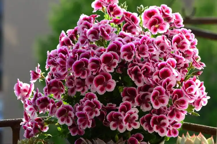 12种漂亮花,立春快扦插,7天生根,俩月开花