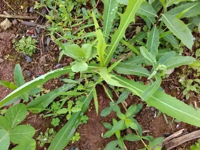 苦菜的营养价值比较高,含蛋白质,糖,食物纤维,钙,磷,锌,铜,铁,锰等