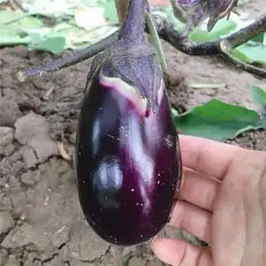 湖北本地老品种土圆茄子农家自种新鲜紫茄子软糯开锅烂鲜嫩茄子煲