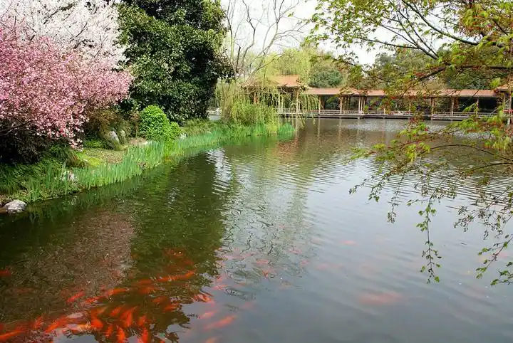 杭州西湖〈花港观鱼〉