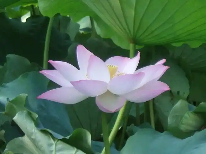 佛陀正法本意佛教网的网易博客