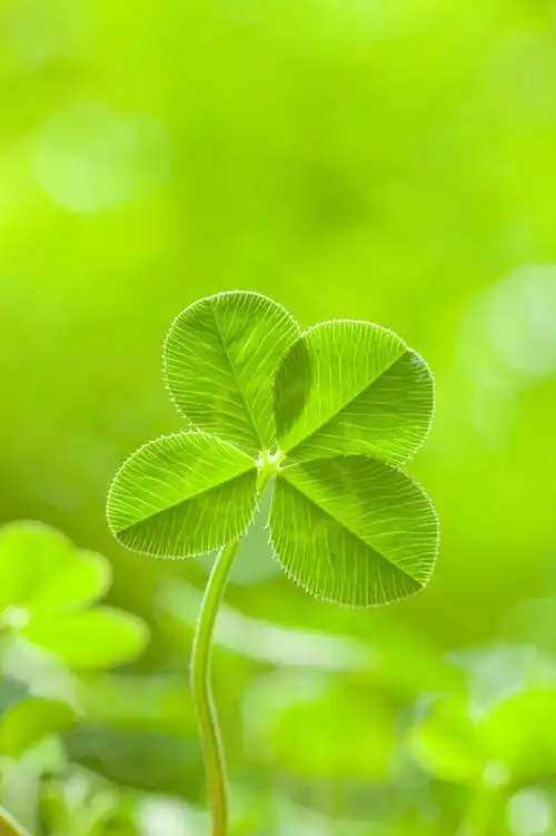 阴影,朦胧,模糊,新鲜,光线,影子,景观,四叶草,幸运草,绿色,阳光,自然