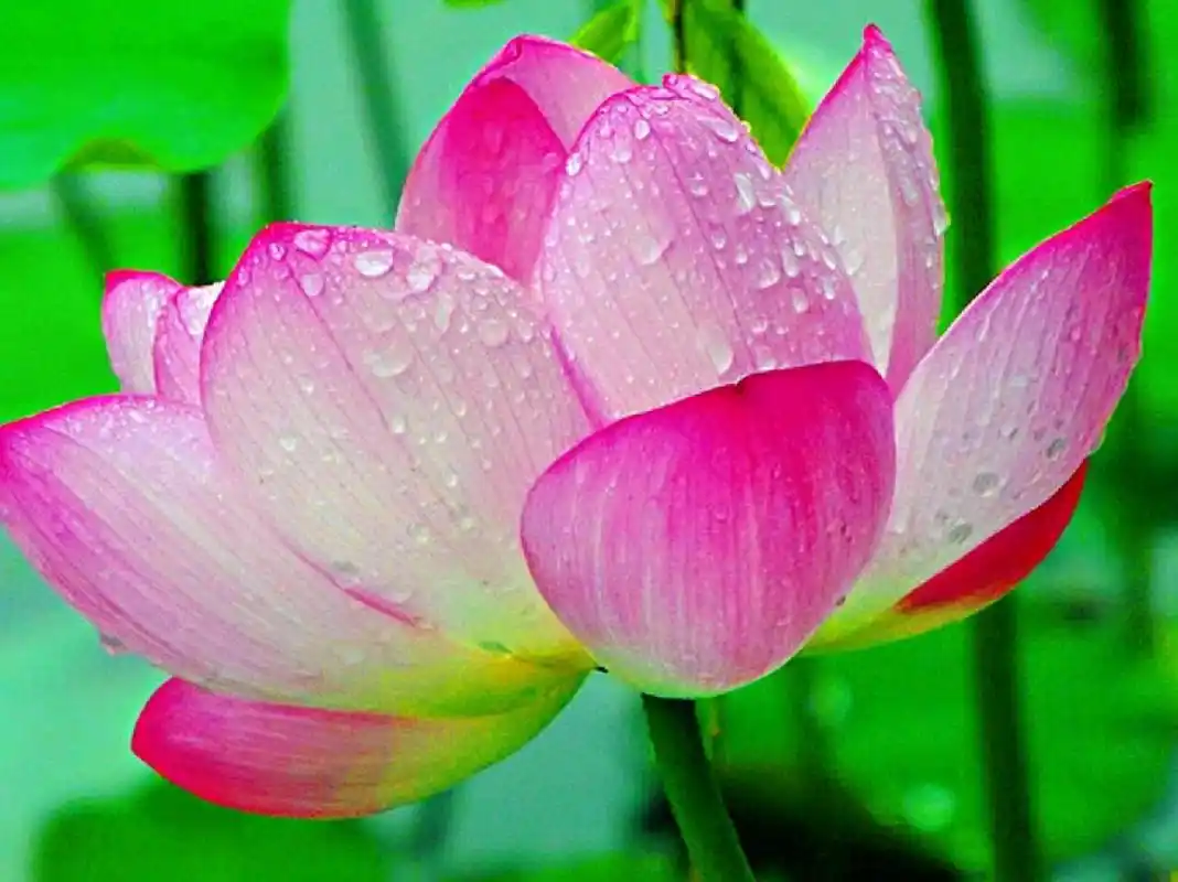 带露的荷花,在晶莹剔透的露珠点缀下,显得格外娇美,美的令人窒息,不忍