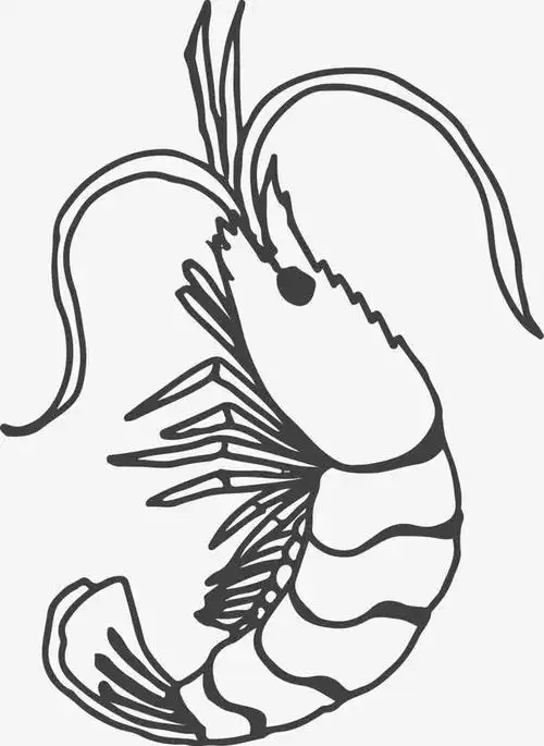 手绘的大虾