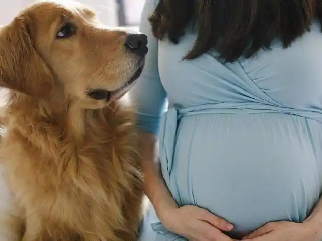 因为怀孕,婆婆要送走爱犬.为此天天吵架,真的不能养狗吗