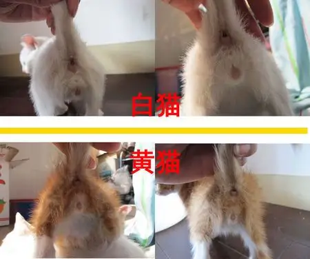 求分辨小猫公母