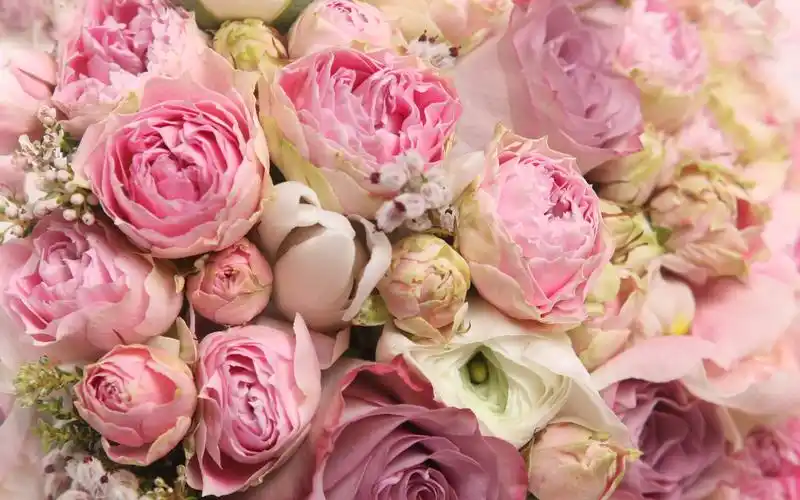 粉红色的花朵,美丽的玫瑰,浪漫 壁纸 - 2560x1600