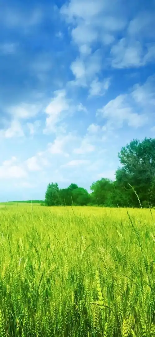 对眼睛好的绿色壁纸_网易订阅