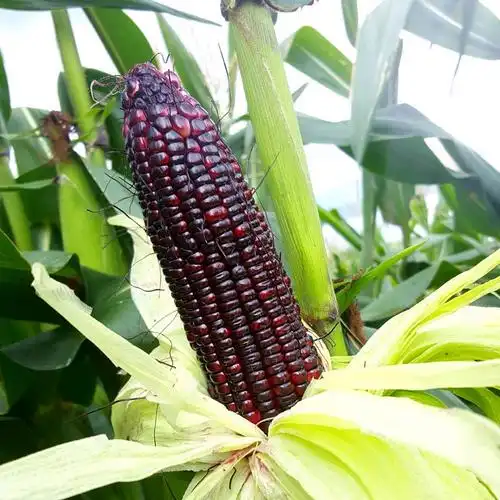 云南玉溪农家自种紫玉米个头超大饱满新鲜先摘
