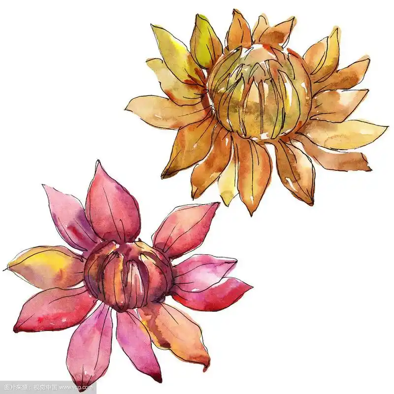 孤立的紫菀插图元素.