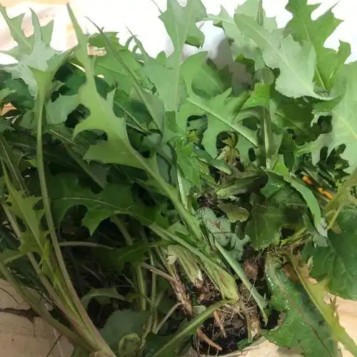 这个是蒲公英吗可以吃吗