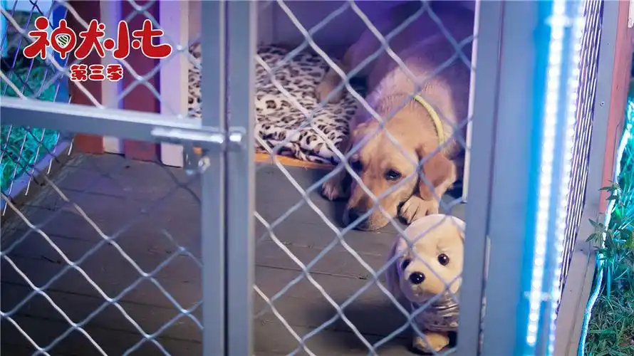 神犬小七3小七小雪齐上阵助力姜潮宋妍霏感情升温