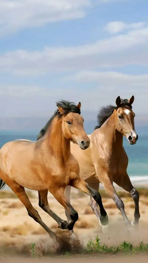 鹿邑照片_鹿邑相册大全-yy官方