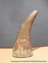 白犀牛角市场行情怎样 能值多少钱