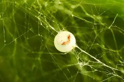 有"蝙蝠侠"标志的蜘蛛卵.董先生供图