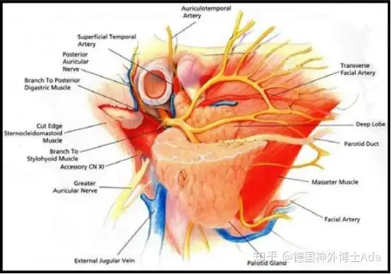 amixer如何切通道嘴歪眼斜流涎听神经瘤术后面瘫面神经功能如何重建