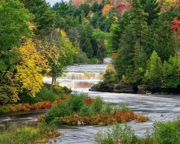 森林,树木,河流,溪流 壁纸