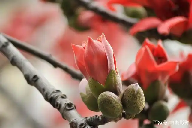 广东东莞虎门,木棉花,02