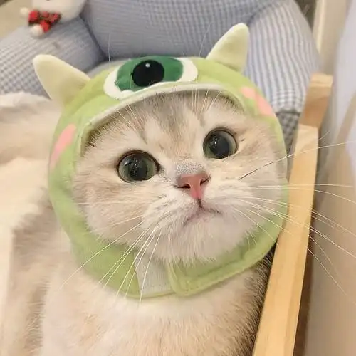 猫咪头像 - 堆糖,美图壁纸兴趣社区