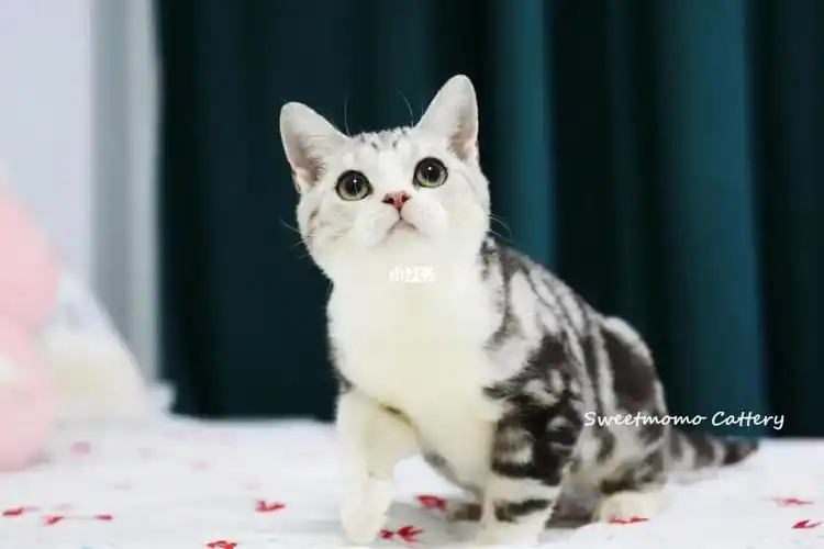 现猫找家78美短银虎斑加白弟弟78繁育级