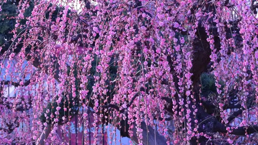 幽香淡淡浸远芳@垂枝梅