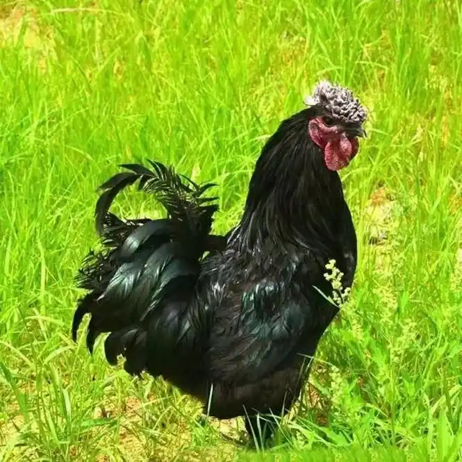 散养正宗四川万源旧院黑乌鸡(网上可查)旧院黑鸡的皮,毛,骨乌 - 抖音