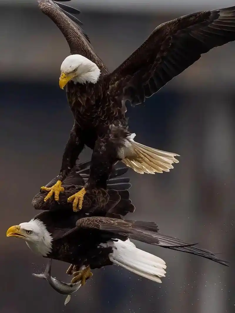 帅不帅你说了算,#抖音图文来了#鹰#白头海雕#动物印象 - 抖音