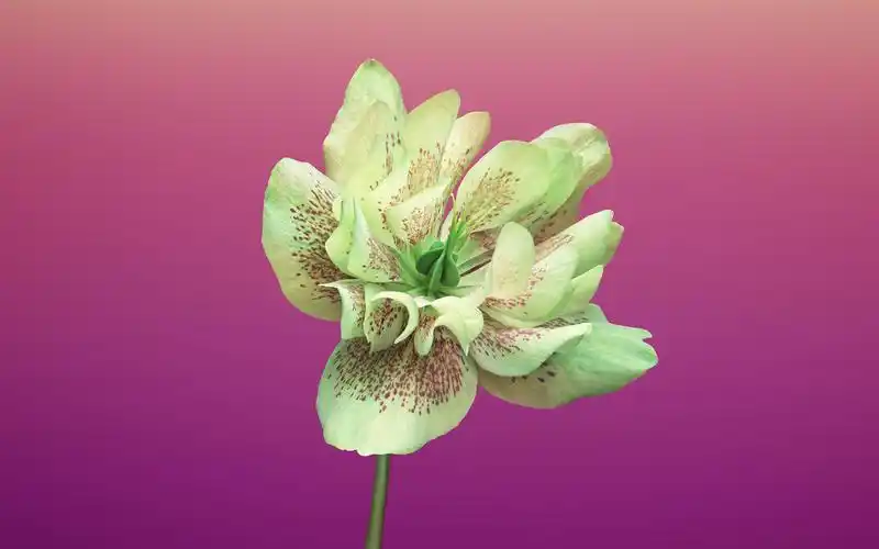 20张全新提取自 iphone 8 与 ios 11 系统自带壁纸