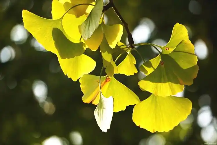 银杏树的功效与作用_黄皮果叶子的功效作用_银杏果叶子的功效与作用