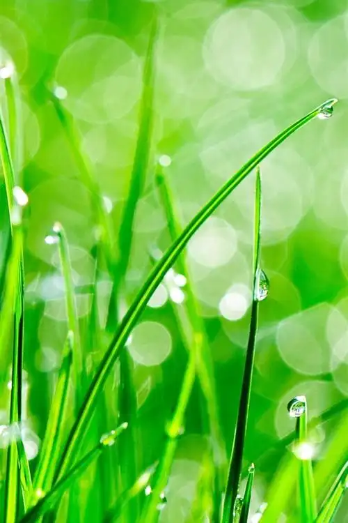 绿草,露水,水滴 750x1334 iphone 8/7/6/6s 壁纸,图片,背景,照片