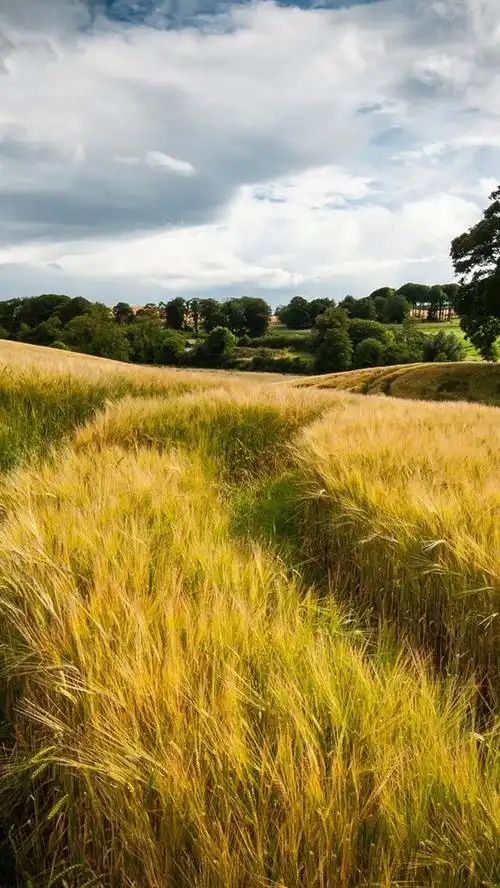 丰收的麦田,夏天的树木 640x1136 iphone 5/5s/5c/se 壁纸,图片,背景,