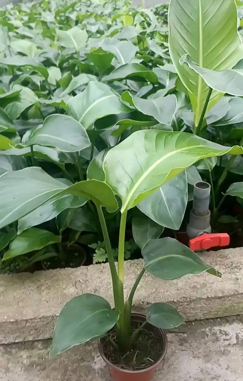 今天带大家来认识一下天堂鸟这个植物?看看它有哪些特点?