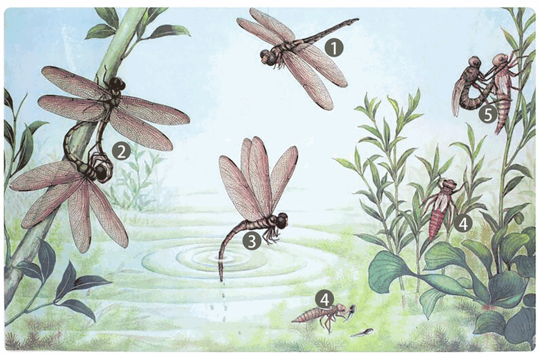 回顾"飞行界的王者":蜻蜓,科学家研究多年仍未完全搞清其奥秘