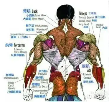 练出"圣诞树"太难了,只有体脂率达到一定程度(5-8%的体脂率),肌肉形状