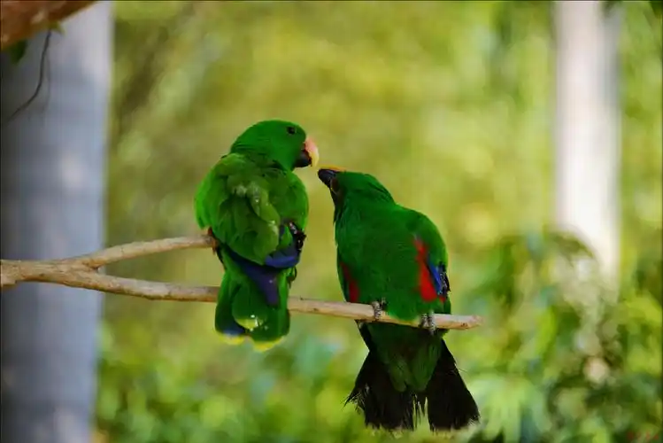 鹦鹉秀恩爱 天天情人节