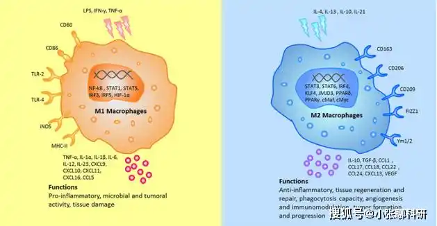 国自然必追热点:巨噬细胞(macrophage)的前世今生_来源_组织_极化