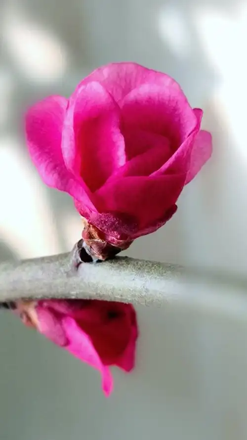 腊月红梅花一支