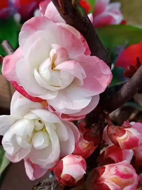 海棠花差在哪里呀为啥买的人那么少