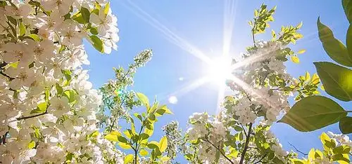 文艺,小清新,白色,梨花,叶子,阳光,刺眼,照射,海报banner,简约图库