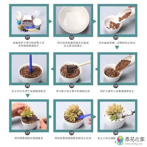 多肉植物的正确种植步骤是怎样的