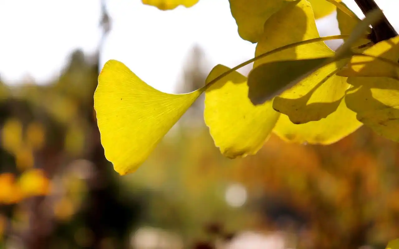 唯美落叶秋天唯美高清桌面电脑壁纸