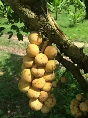 泰国龙宫枇杷新鲜水果爱情皇妃爱吃椰色3斤枇杷