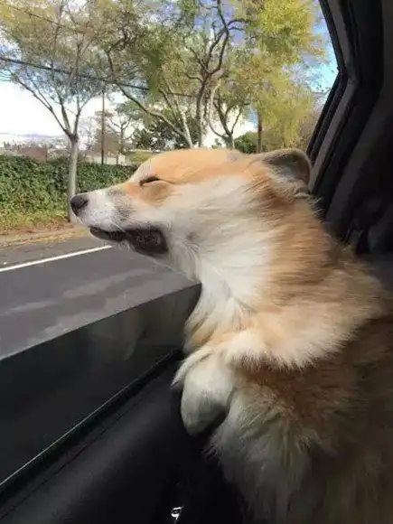 当柯基犬学开车的时候,我已经先笑喷了!