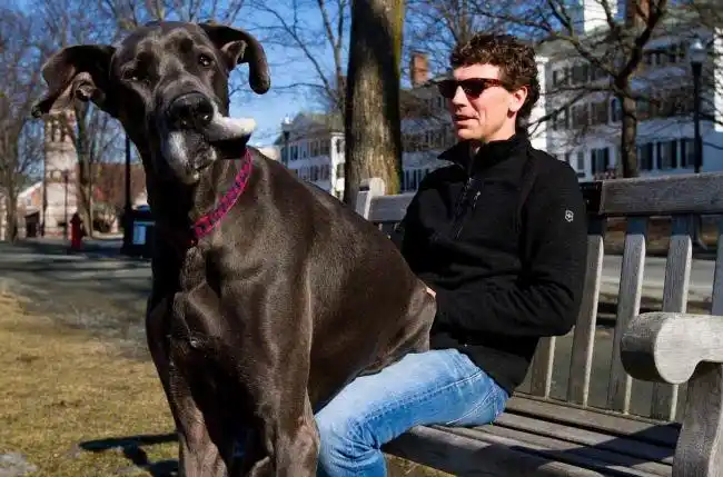 20张巨型狗图片 那会让你更爱上大狗_手机搜狐网