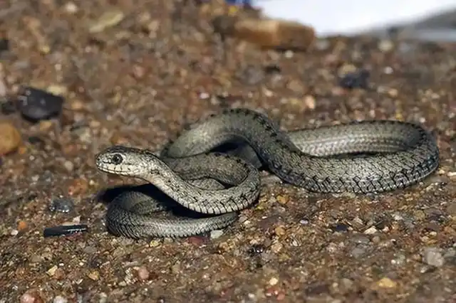 蛇类属于一种冷血动物,它们的体温只能依靠自然环境的温度来保持,如果