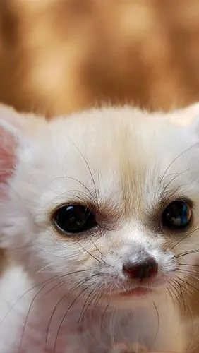 iphone 壁纸 白狐狸的耳朵鼻子