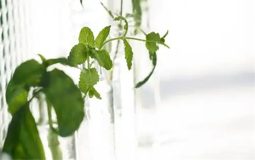 绿色盆栽清新植物高清电脑桌面壁纸图片下载